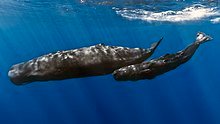 220px-Mother_and_baby_sperm_whale.jpg